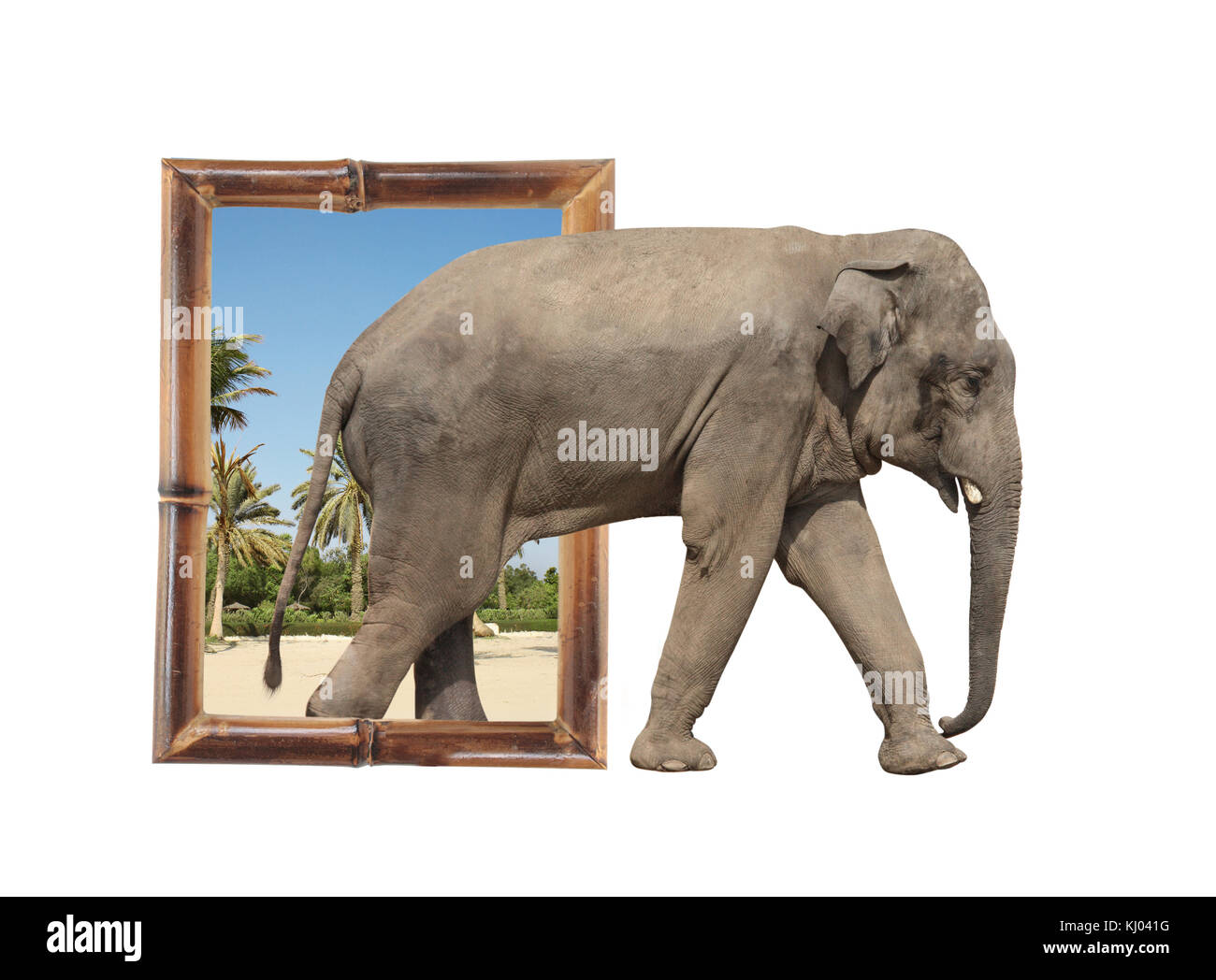 Éléphant (Elephas maximus) en cadre bambou avec effet 3D. Isolé sur fond blanc Banque D'Images