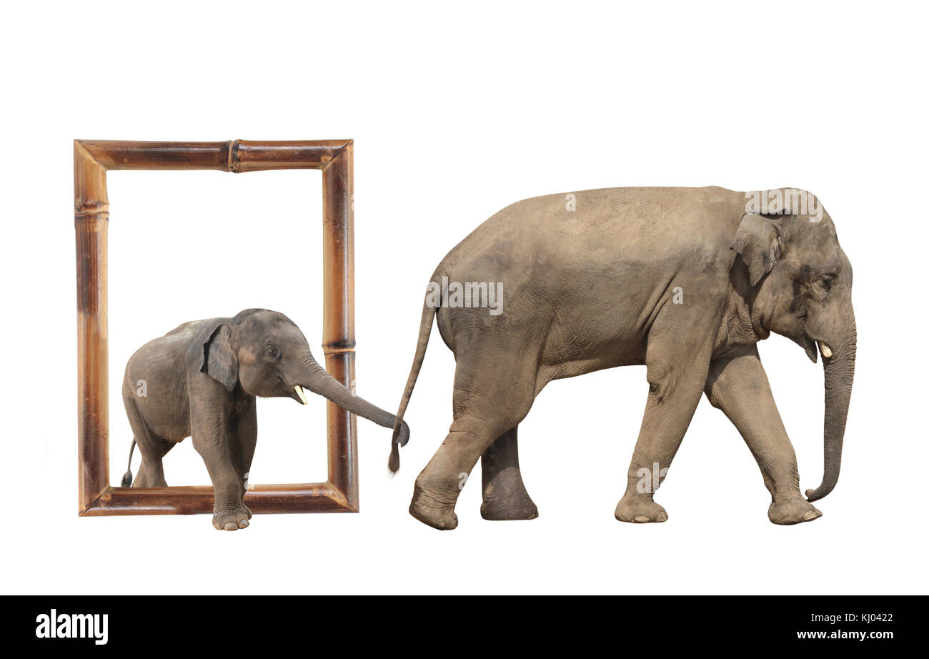 De Famille - maman et bébé éléphant (Elephas maximus) à l'armature en bambou avec effet 3D. Petit éléphant est tenu par le tronc par la queue de sa mère. La norme iso Banque D'Images