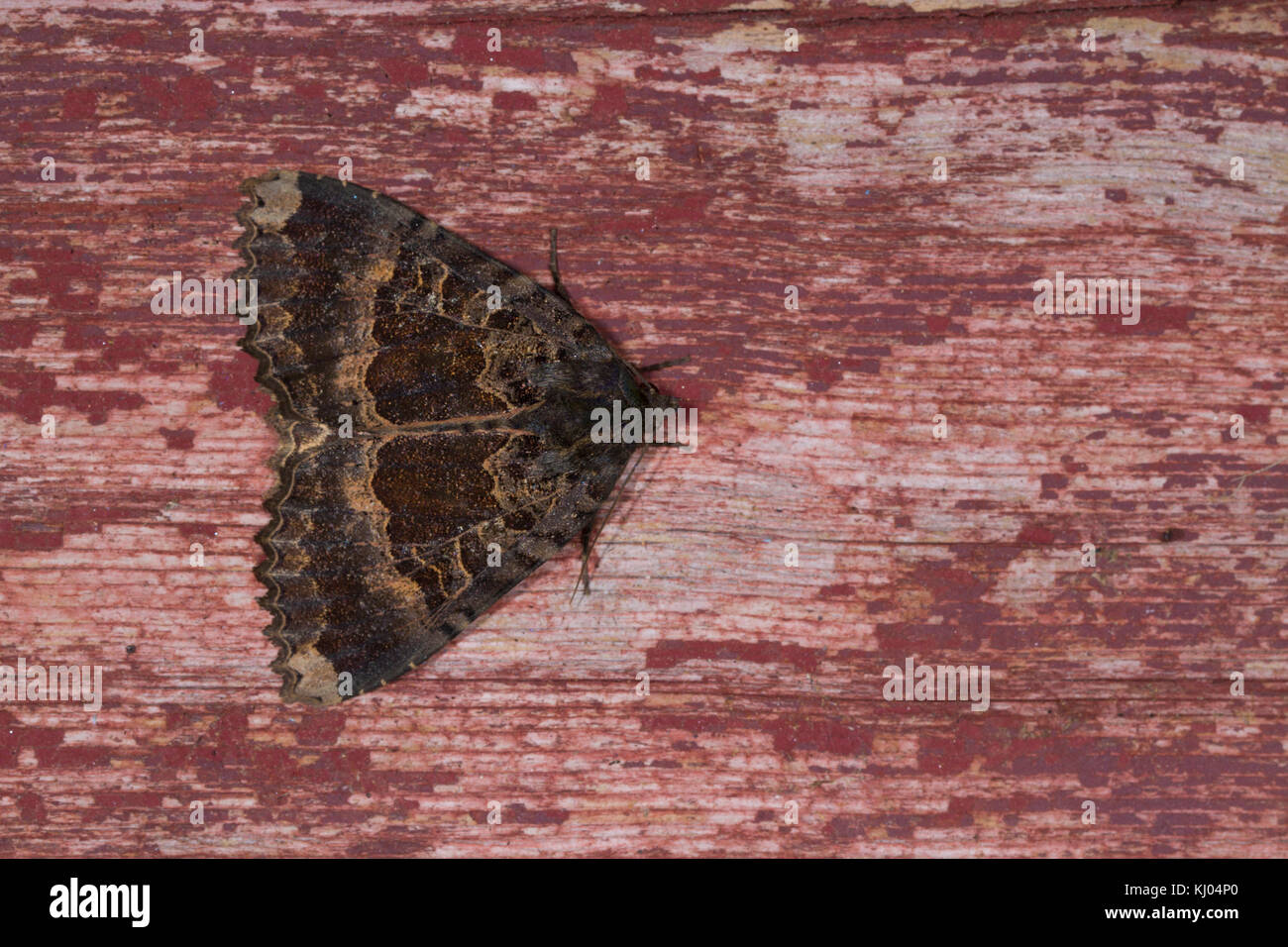 Vieille Dame (Mormo maura) papillon adulte se percher sur de vieux bois peint. Powys, Pays de Galles. Juillet. Banque D'Images