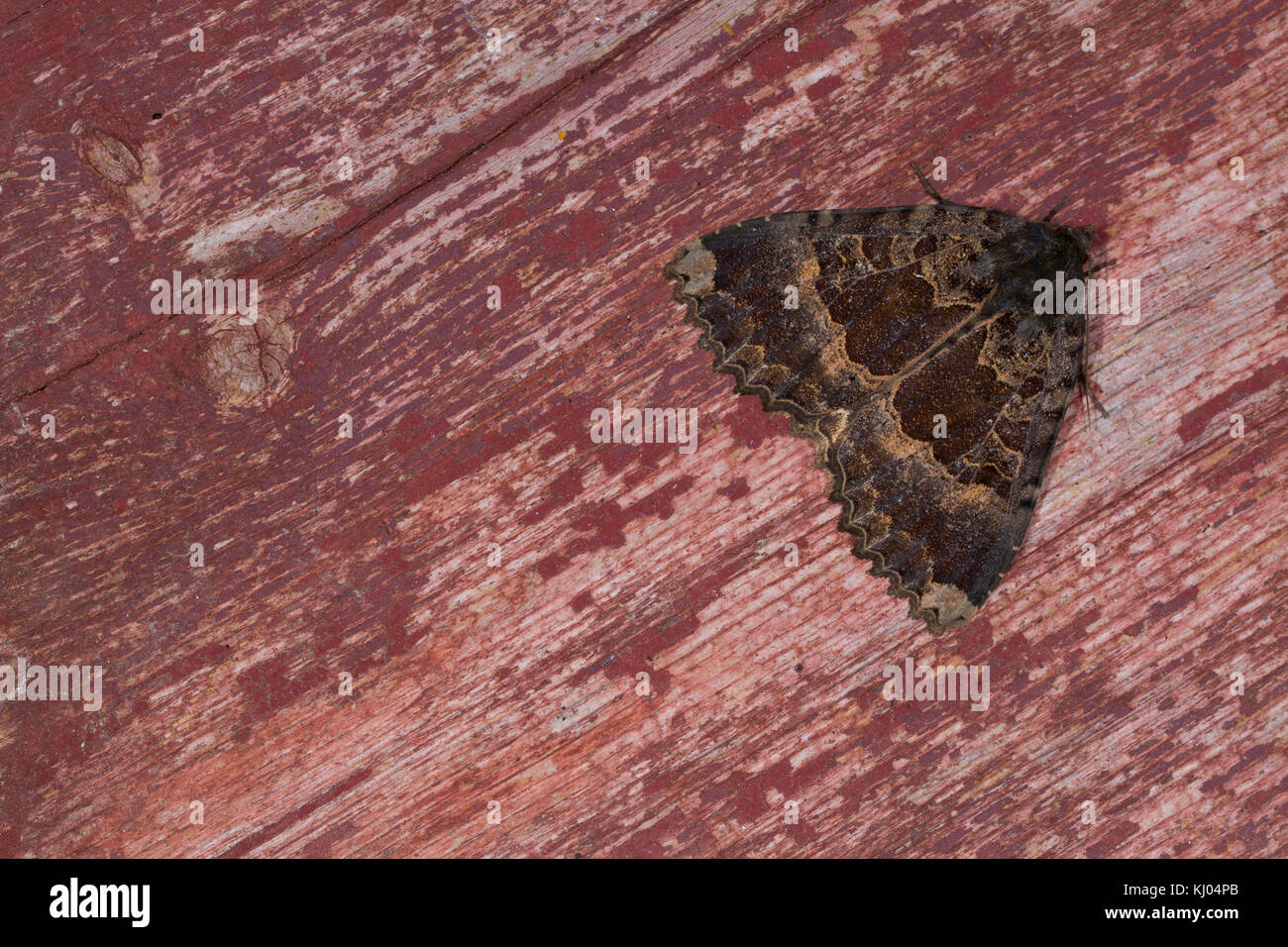 Vieille Dame (Mormo maura) papillon adulte se percher sur de vieux bois peint. Powys, Pays de Galles. Juillet. Banque D'Images