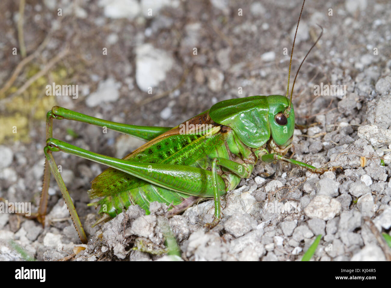 Dectique verrucivore (Decticus verrucivorus) mâle adulte de la population réintroduite de sur le mont Caburn, Sussex, Angleterre. En août. Banque D'Images