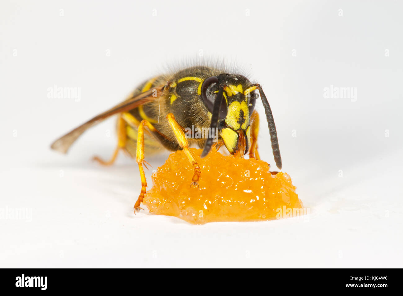 Guêpe Dolichovespula saxonica (Saxon) travailleur adulte se nourrit de miel sur un fond blanc. Powys, Pays de Galles. En août. Banque D'Images
