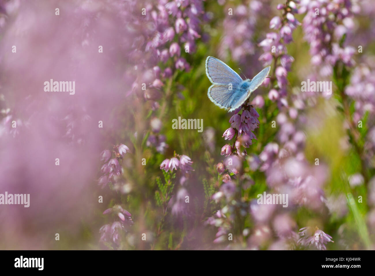 Papillon Bleu commun (Polyommatus icarus) mâle adulte se nourrit de la bruyère (Calluna vulgaris) fleurs. Powys, Pays de Galles. En août. Banque D'Images