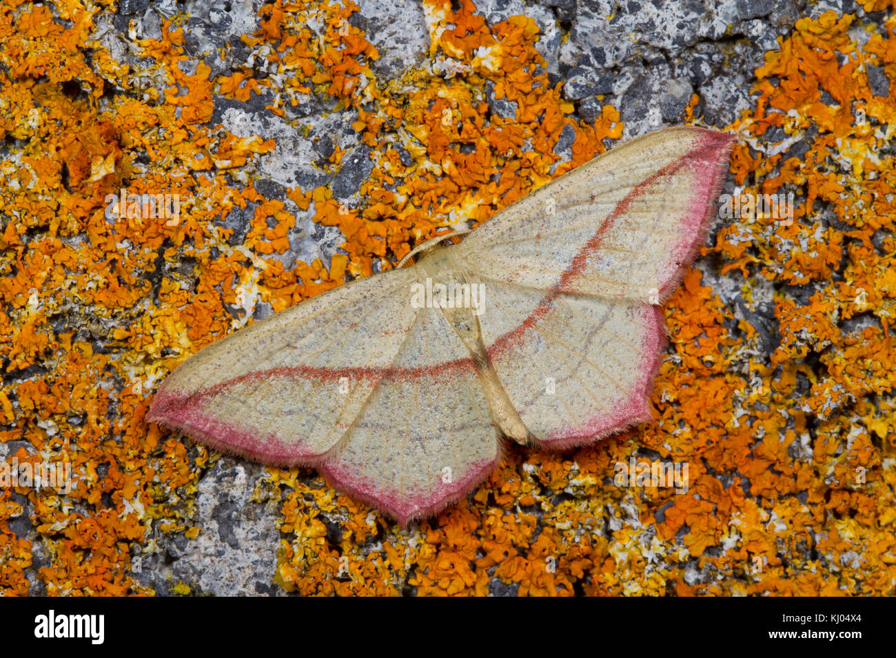 Veine le sang (Timandra comae) papillon adulte reposant sur un mur couvert de lichens. Powys, Pays de Galles. En août. Banque D'Images