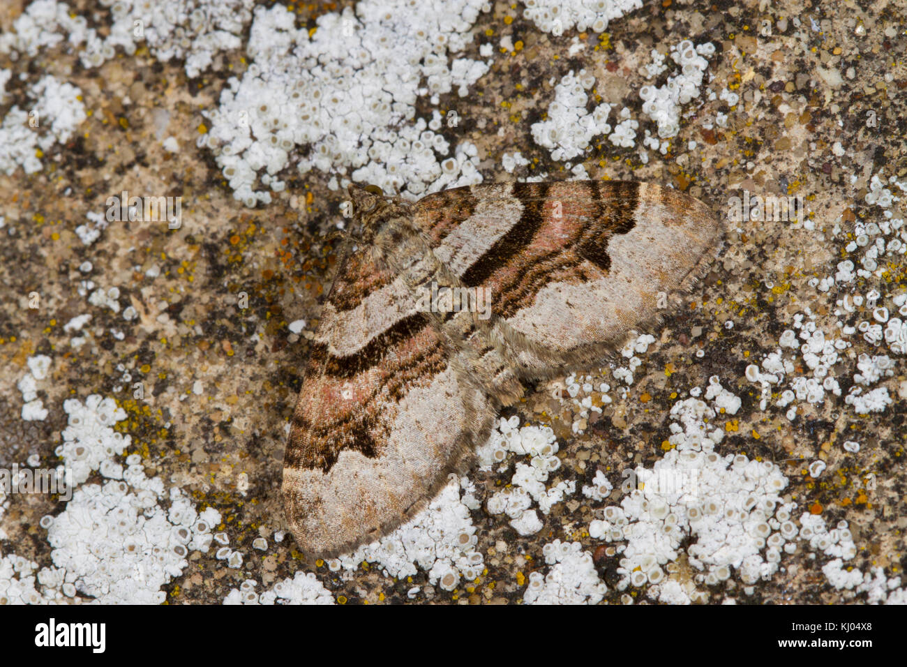 Xanthorhoe designata (tapis de flamme) papillon adulte reposant sur un mur couvert de lichens. Powys, Pays de Galles. En août. Banque D'Images