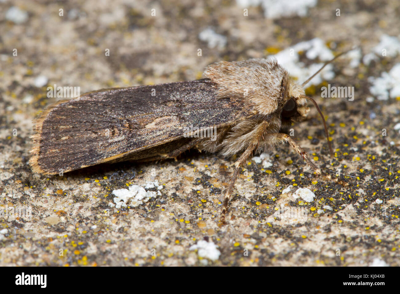 En forme de navette Dart (Agrotis puta) papillon adulte reposant sur un mur couvert de lichens. Powys, Pays de Galles. En août. Banque D'Images