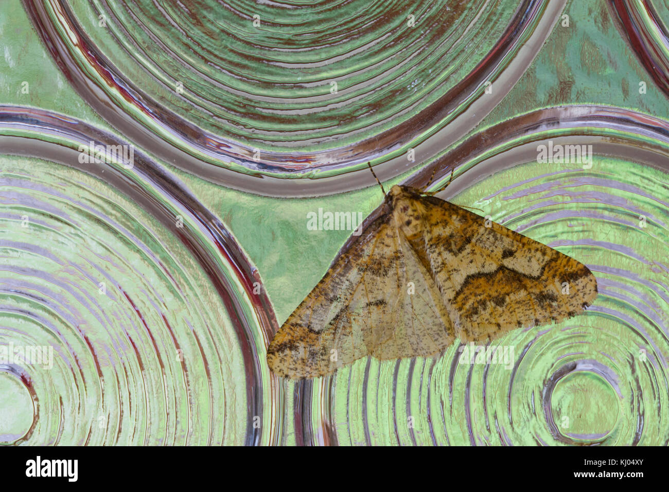 Uméro tacheté amphibien (Erannis defoliaria) mâle adulte, reposant sur les vitres. Powys, Pays de Galles. Octobre. Banque D'Images