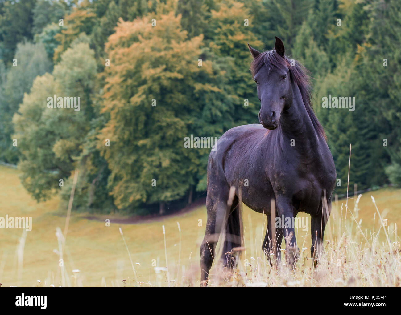 Arabe noir / freesian pony mix dans le pâturage Banque D'Images