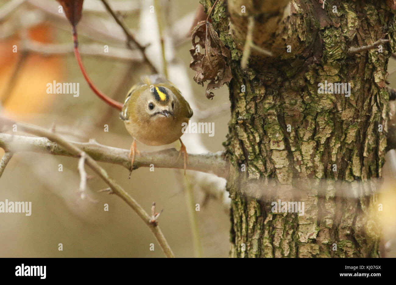 Un magnifique oiseau Goldcrest (Regulus regulus) perché sur une branche à la recherche d'insectes à manger. Banque D'Images