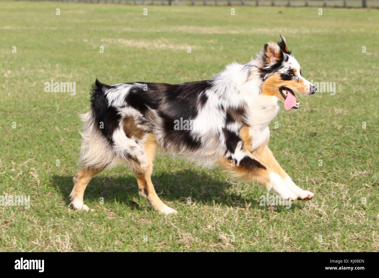 Berger Australien Qui Court Banque De Photographies Et D Images A Haute Resolution Alamy