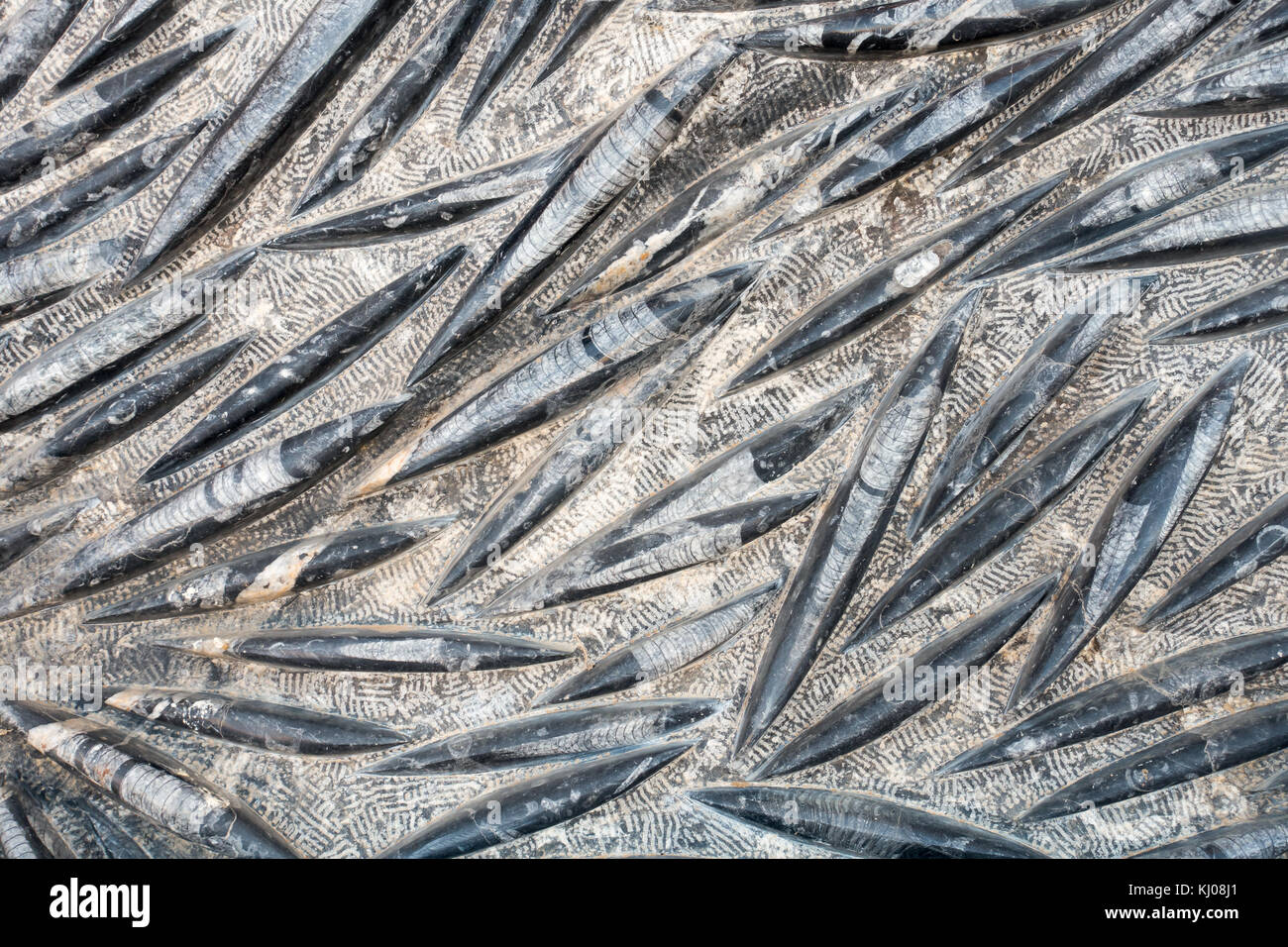 Libre d'un orthoceras combustibles dalle avec squid fossilisés trouvés au Maroc. Banque D'Images