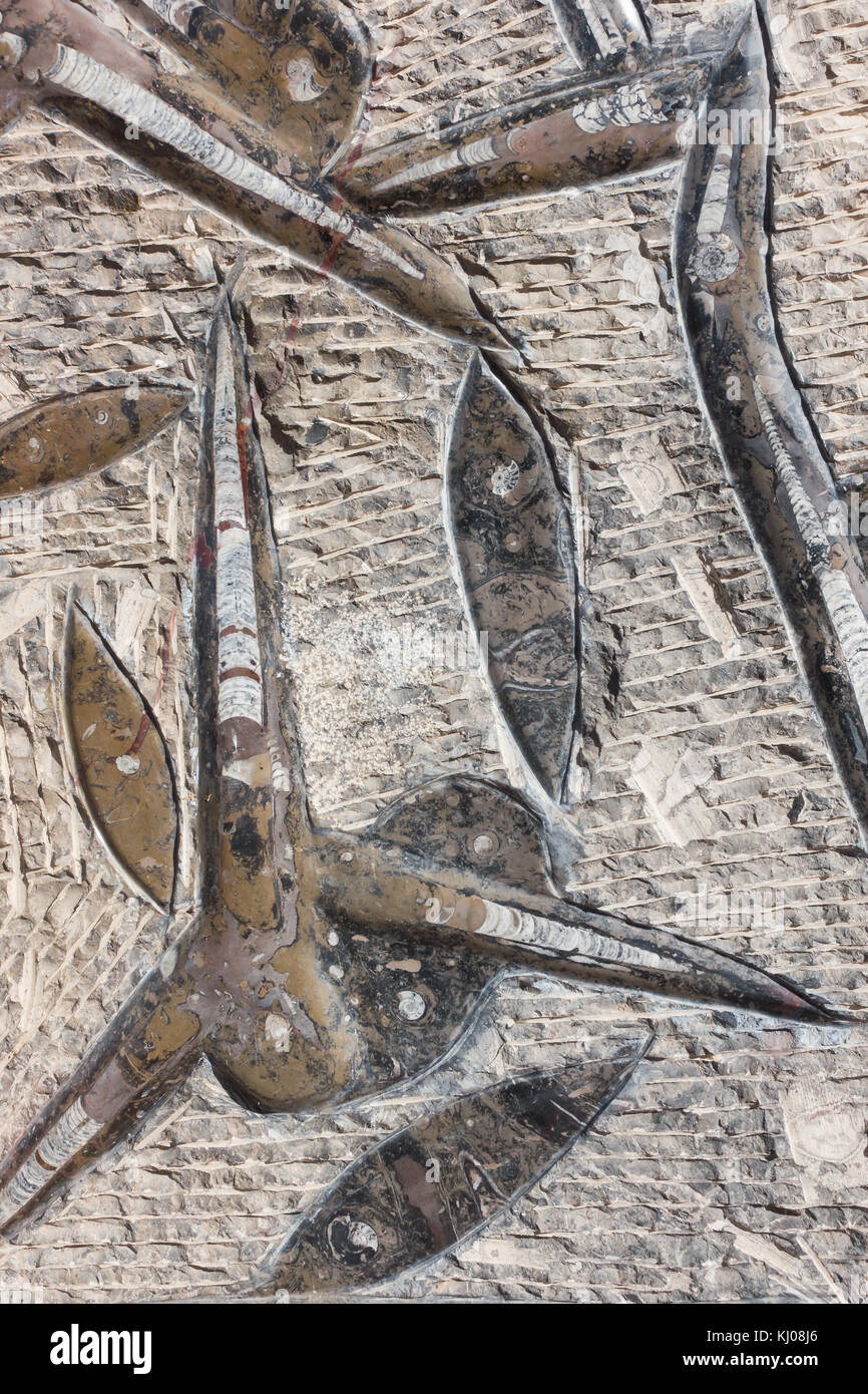 Libre d'un fossile dalle avec l'espèce d'animaux marins trouvés au Maroc Banque D'Images