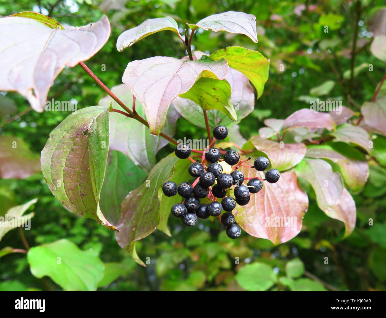 Baies rose guelder Banque D'Images