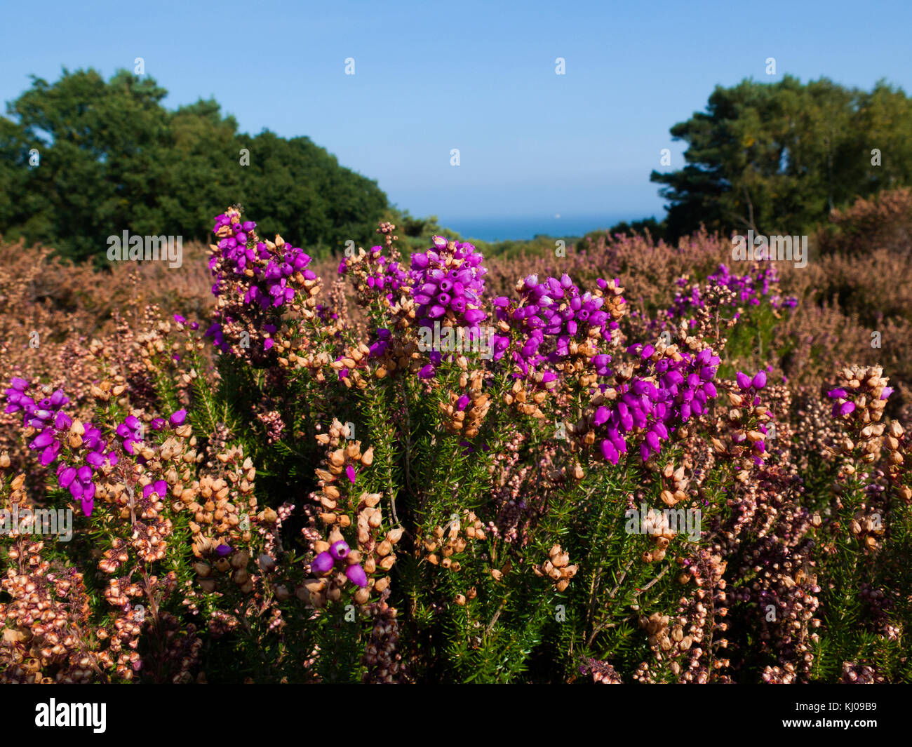 heather Bell Banque D'Images