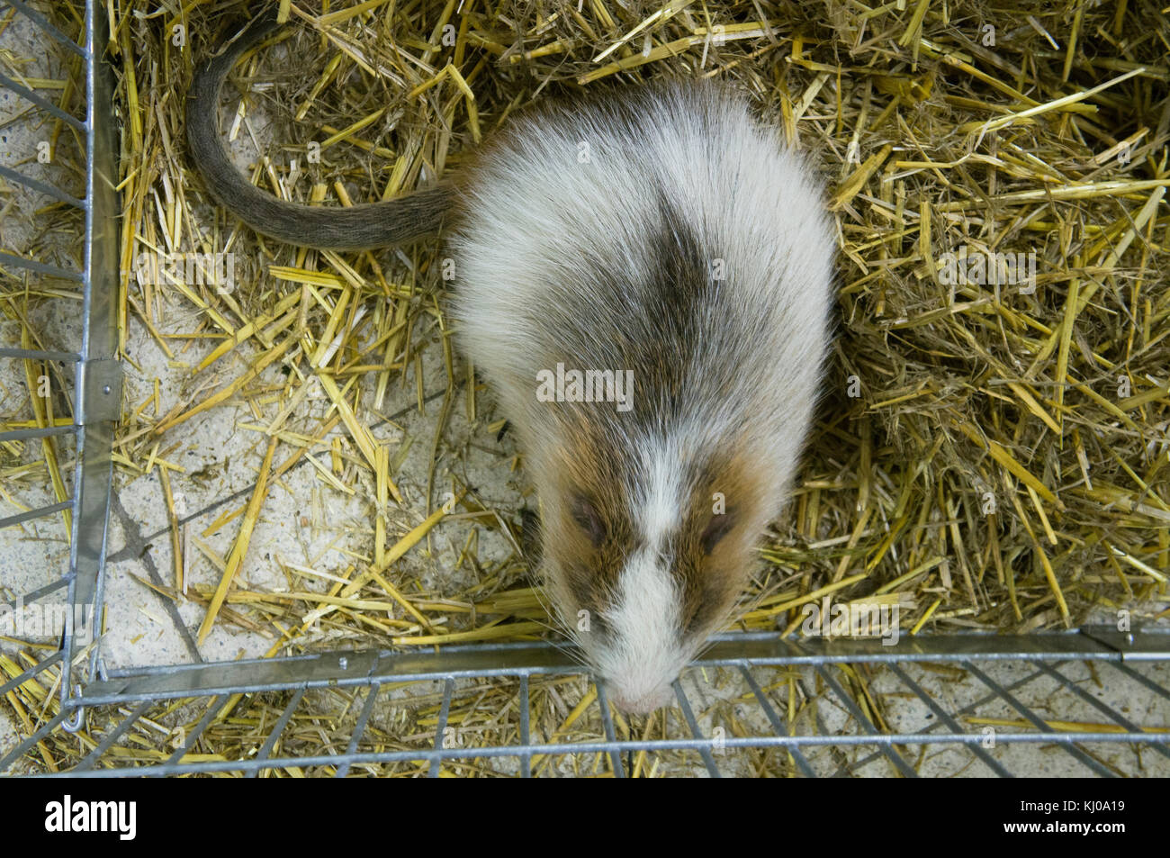 Exposition nationale des animaux d'élevage Chovatel 2017 (élevage d'animaux), Prestice Multicolour Nutria, Coypu, rongeur, Myocastor Coypus Banque D'Images