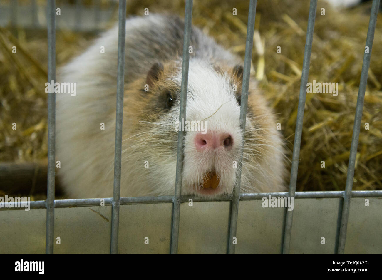 Exposition nationale des animaux d'élevage Chovatel 2017 (élevage d'animaux), Prestice Multicolour Nutria, Coypu, rongeur, Myocastor Coypus Banque D'Images