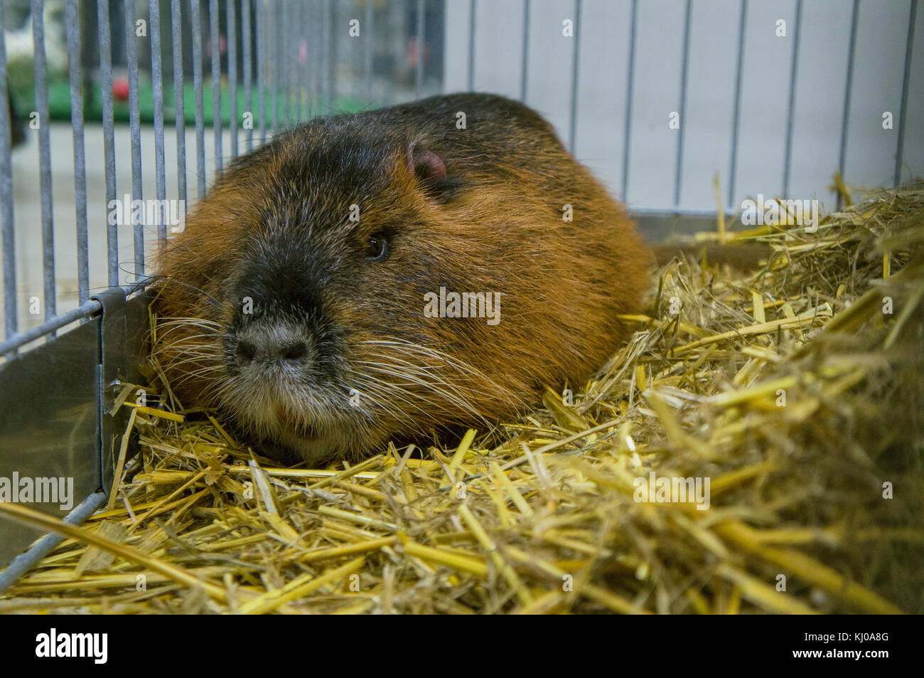 Exposition nationale des animaux d'élevage Chovatel 2017 (élevage d'animaux), Standard Czech Nutria, Coypu, rongeur, Myocastor Coypus Banque D'Images