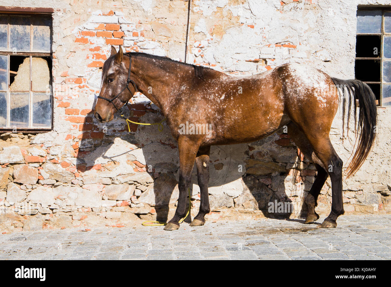 Race de chevaux Appaloosa, Equus ferus caballus Banque D'Images