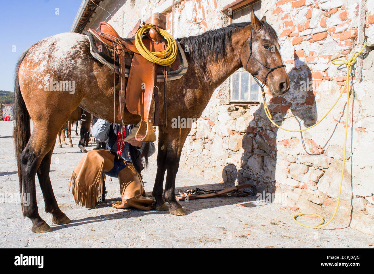 Race de cheval Appaloosa, Equus ferus caballus, cow-boy, sellerie, selle Banque D'Images