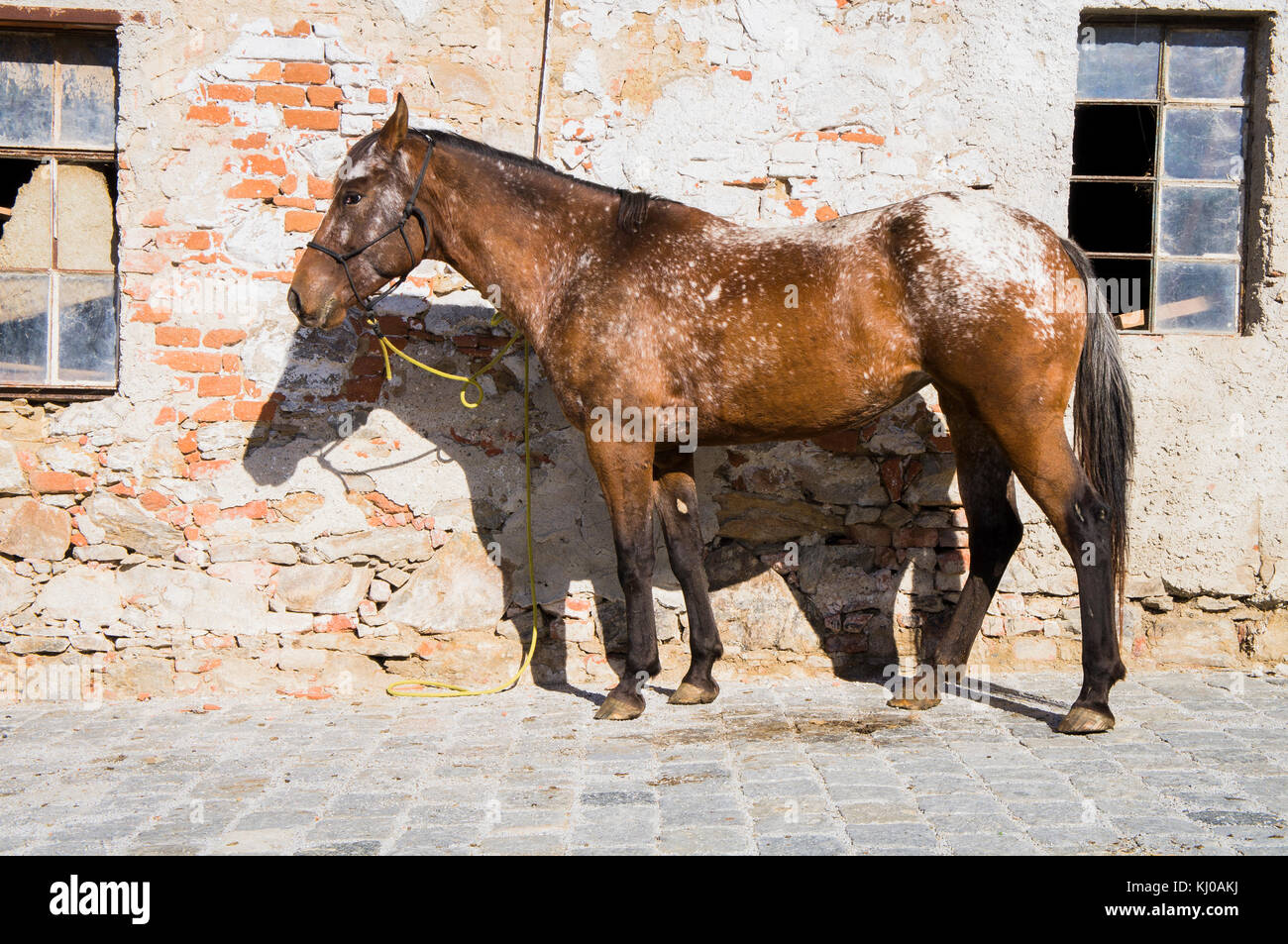 Race de chevaux Appaloosa, Equus ferus caballus Banque D'Images