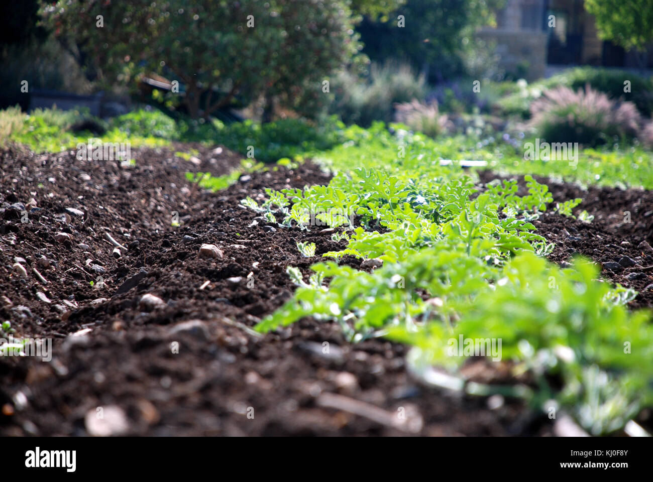 L'agriculture en Israël Israël 39951 Banque D'Images