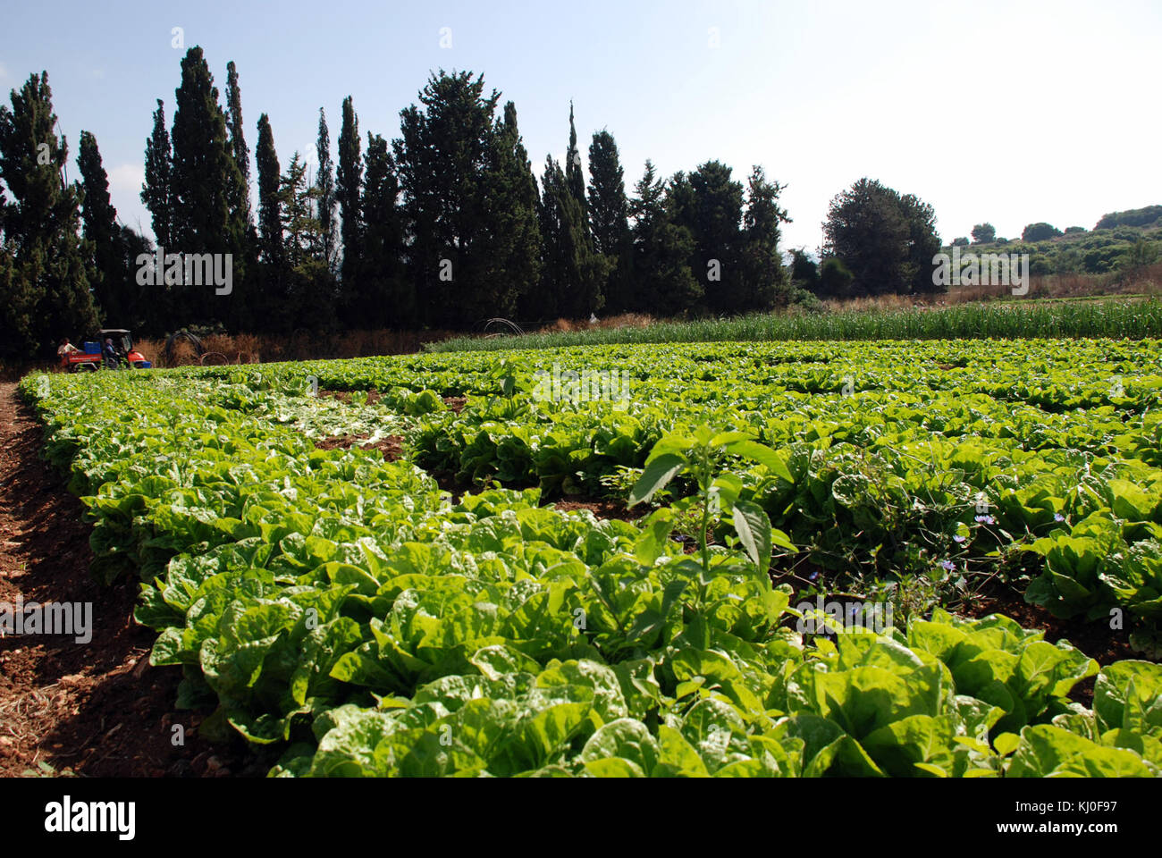 Cette publication traite du développement et des pratiques de l’agriculture en Israël, mettant en évidence les secteurs agricoles clés, les technologies et le paysage agricole du pays. Banque D'Images
