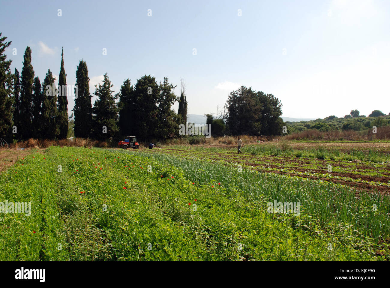 L'agriculture en Israël Israël 39944 Banque D'Images