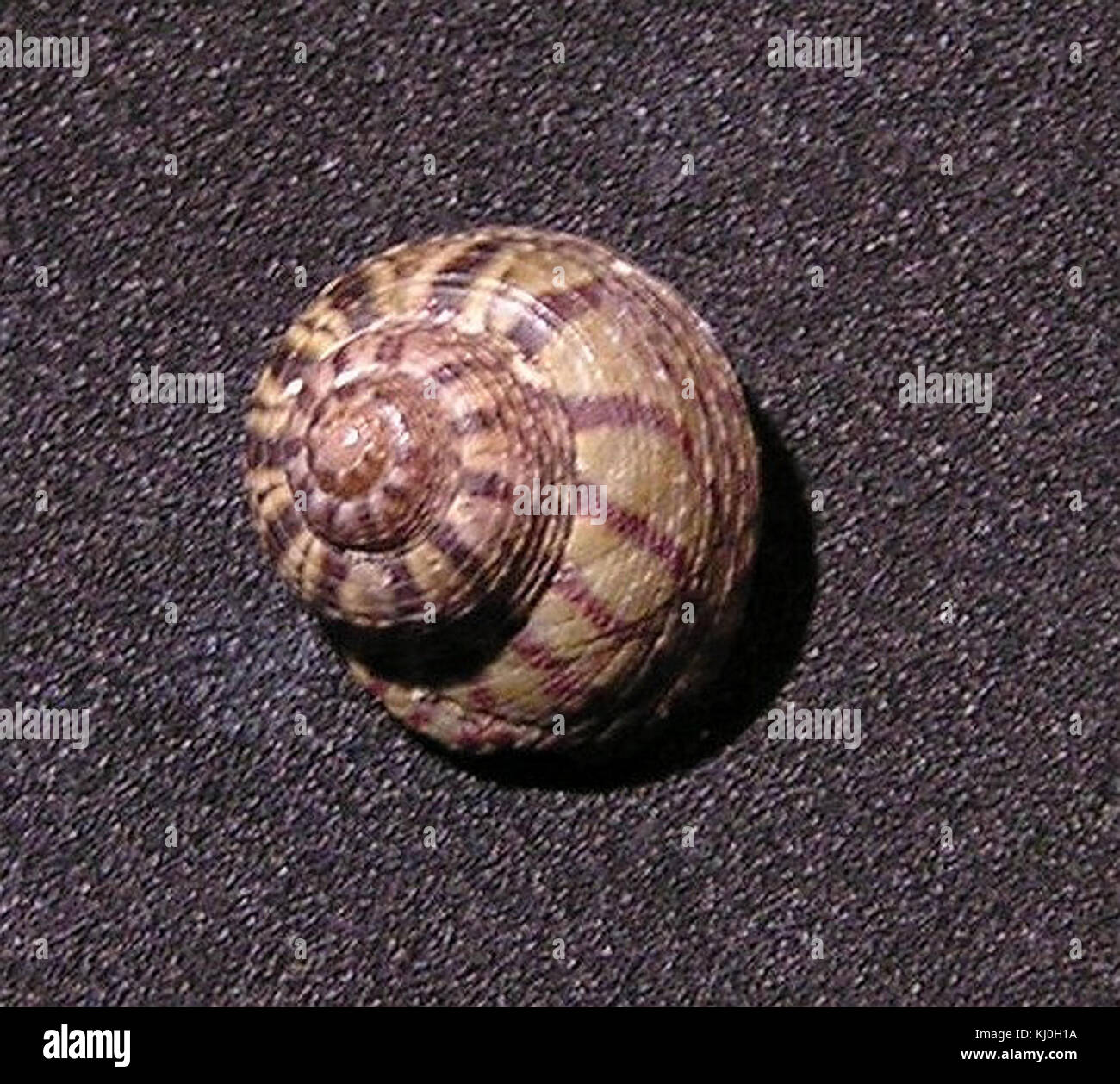 Gibbula spurca est une espèce marine, connue pour sa forme et sa coloration distinctives de coquille, souvent trouvée dans les mers tempérées. Cette espèce fait partie de la famille des Trochidae. Banque D'Images