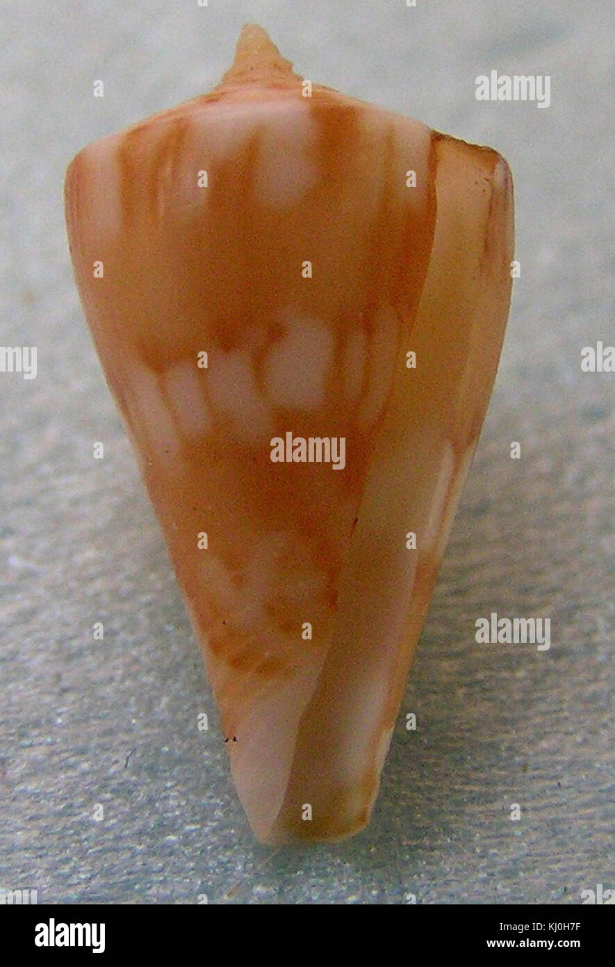 Conus capitanellus est une espèce d'escargot côlon que l'on trouve dans les environnements marins, remarquable par sa forme de coquille distinctive et sa coloration vibrante. Il appartient à la famille des Conidae, un groupe connu pour les espèces venimeuses. Banque D'Images