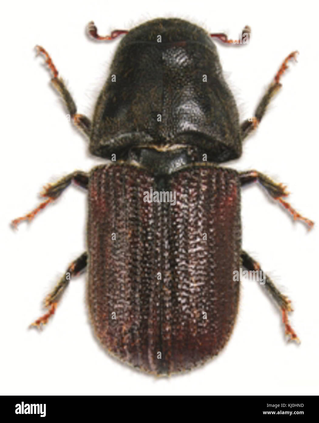 Le coléoptère du pin de montagne est une espèce d'insecte connue pour infester les pins. Elle cause des dommages importants aux forêts, en particulier en Amérique du Nord, en perturbant la santé des arbres et en menant à une destruction massive des forêts. Banque D'Images