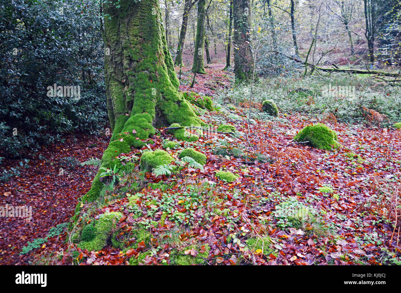 Arbres de la forêt de Saint-Sever, Normandie, France Banque D'Images