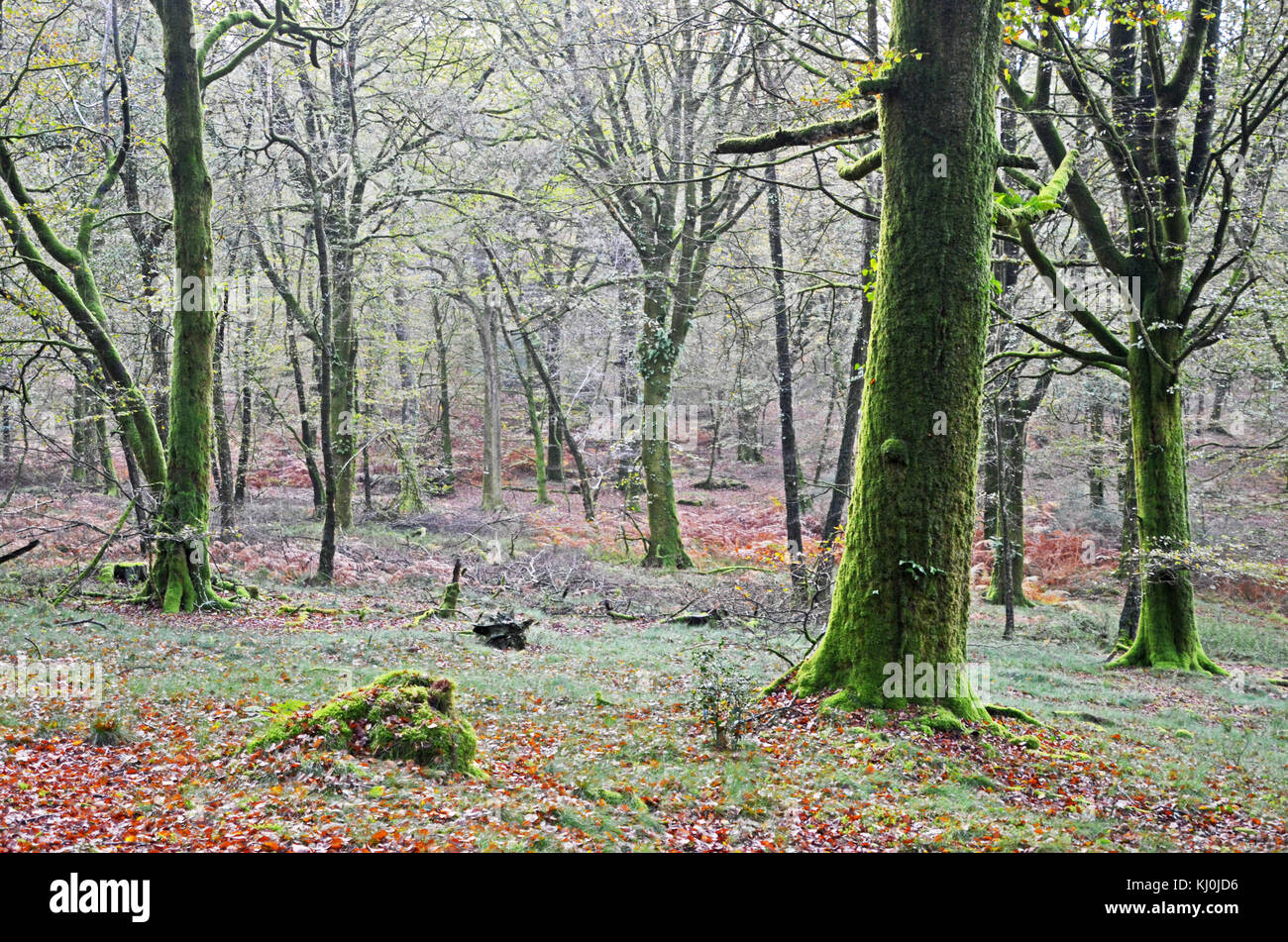 Arbres de la forêt de Saint-Sever, Normandie, France Banque D'Images