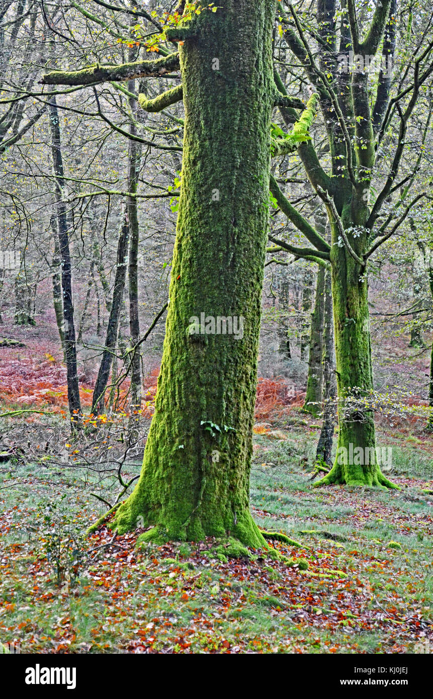 Arbres de la forêt de Saint-Sever, Normandie, France Banque D'Images