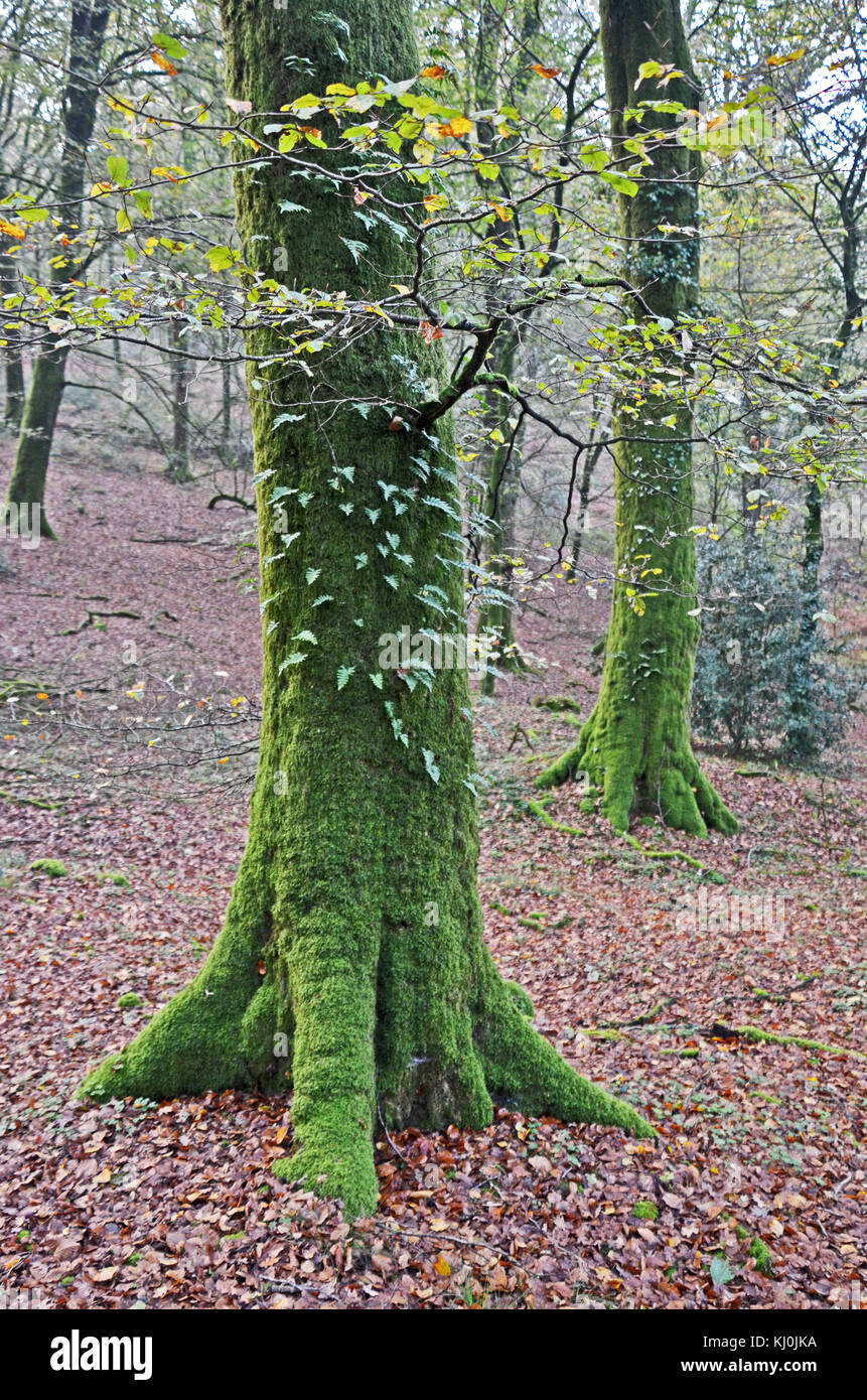Arbres de la forêt de Saint-Sever, Normandie, France Banque D'Images