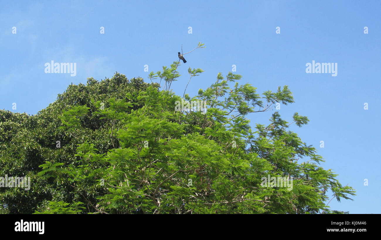 Une photographie représentant un corbeau perché sur un arbre en Israël. Cette image capture l'oiseau dans son environnement naturel, offrant une vue claire des caractéristiques du corbeau et du paysage environnant. Banque D'Images Une photographie représentant un corbeau perché sur un arbre en Israël. Cette image capture l'oiseau dans son environnement naturel, offrant une vue claire des caractéristiques du corbeau et du paysage environnant. Banque D'Images