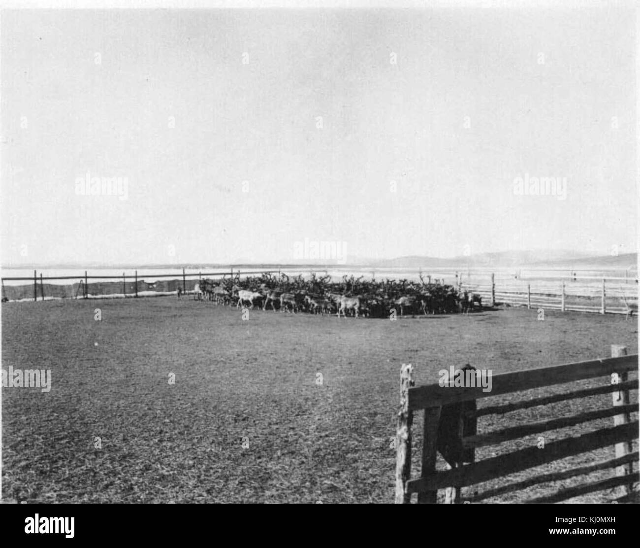 Troupeau dans grand corral Banque D'Images