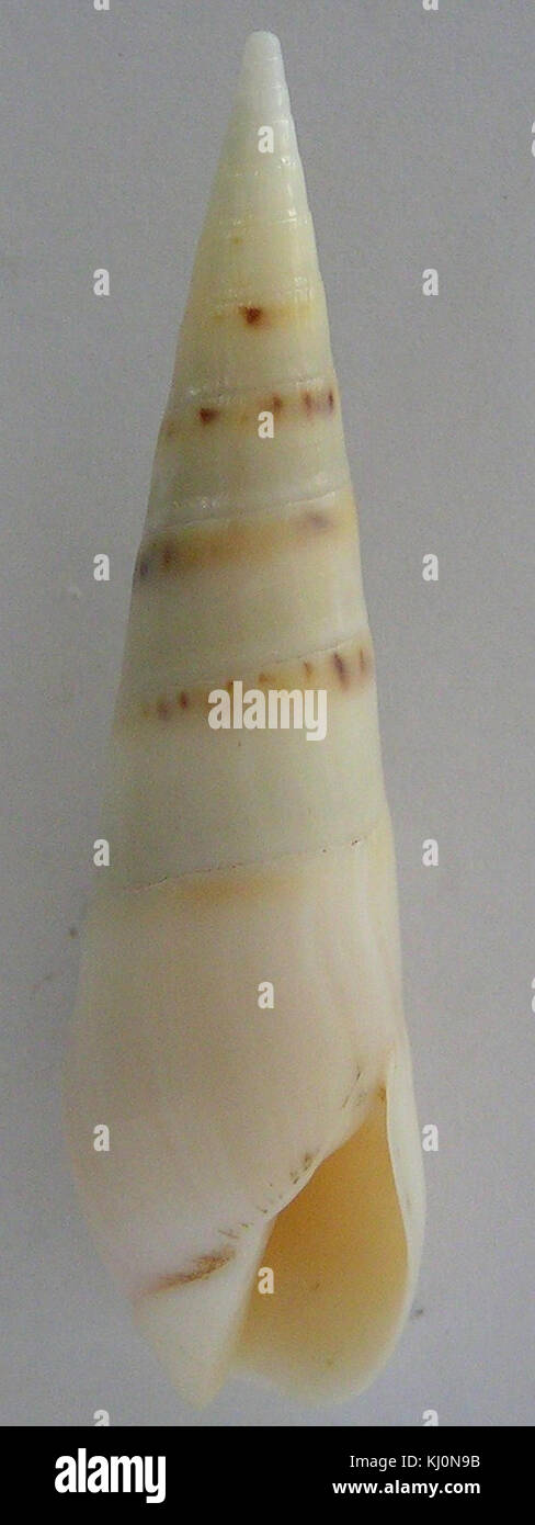 Cette image représente une espèce de mollusque marin, Hastula hectica, communément connue pour sa forme allongée distinctive. L'espèce fait partie de la famille des Terebridae, que l'on trouve dans les milieux marins. Banque D'Images