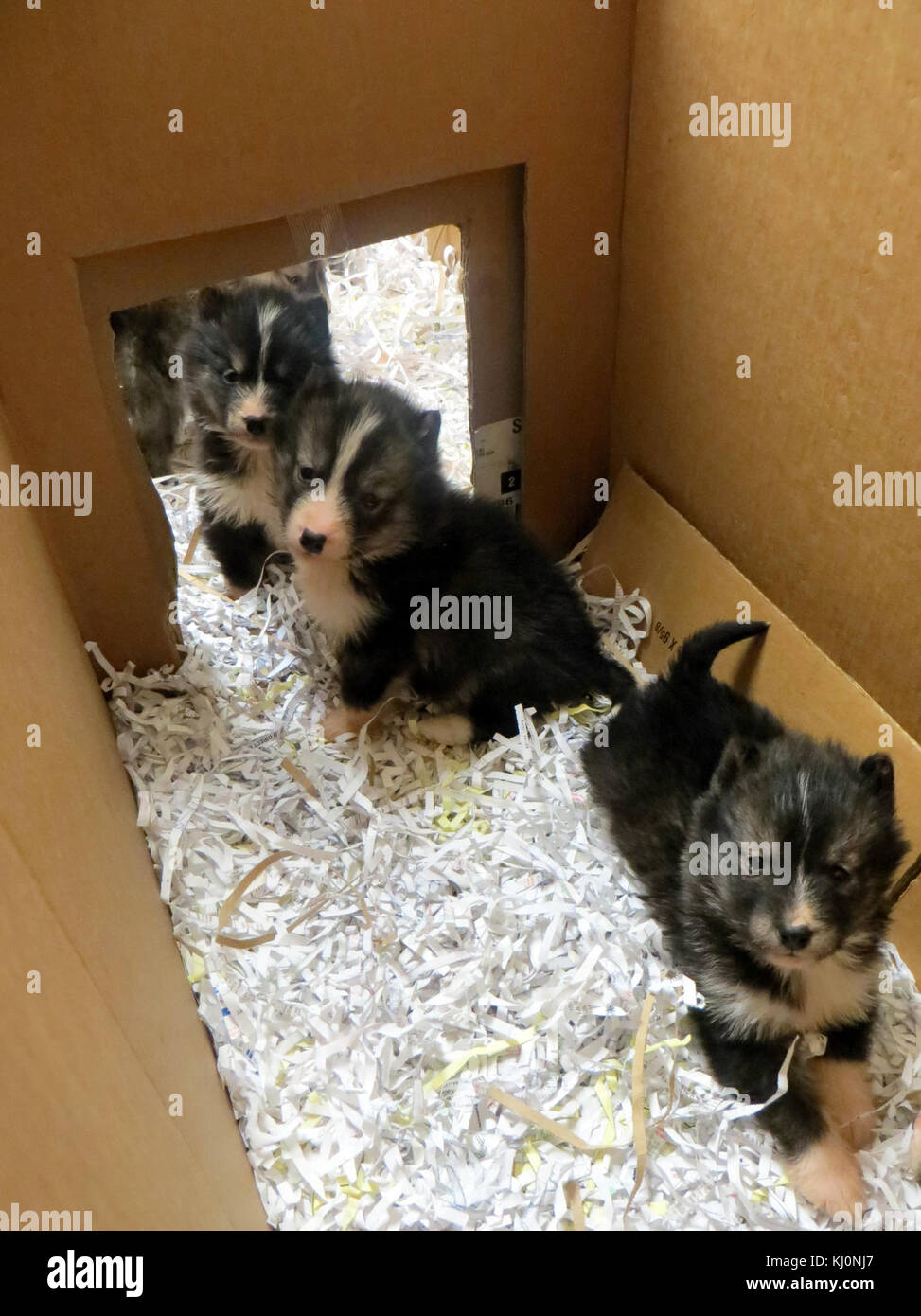 Le titre fait référence à un groupe de chiots esquimaux canadiens, une race connue pour sa robustesse et sa capacité de travail dans les climats difficiles. Ces chiots sont souvent associés à la culture inuite et sont utilisés en traîneau et comme chiens de travail dans les régions arctiques. Banque D'Images