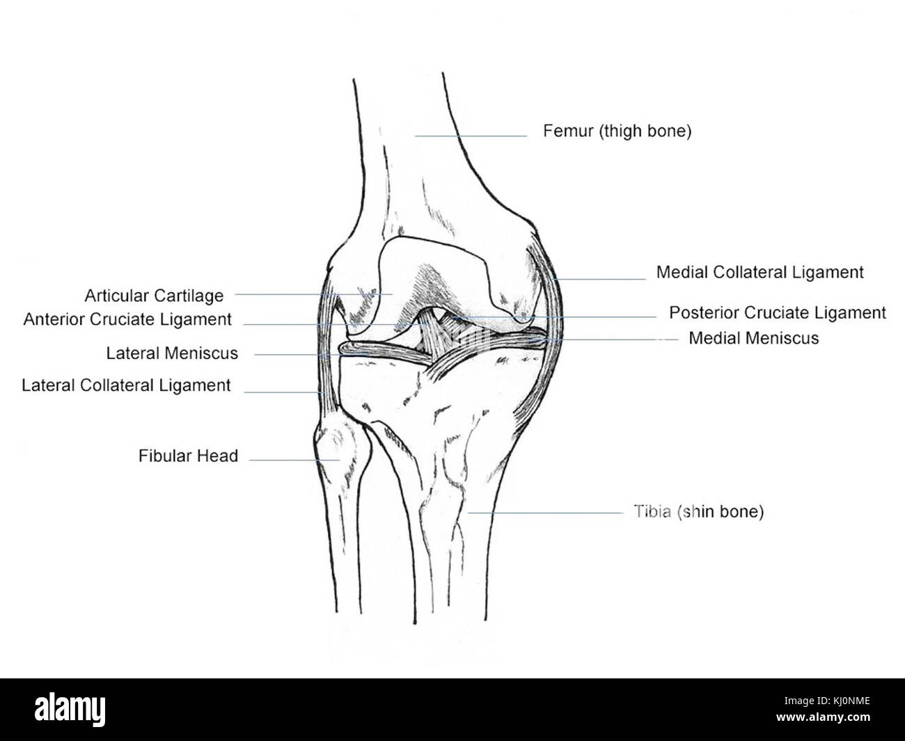 Anatomie du genou humain Banque D'Images