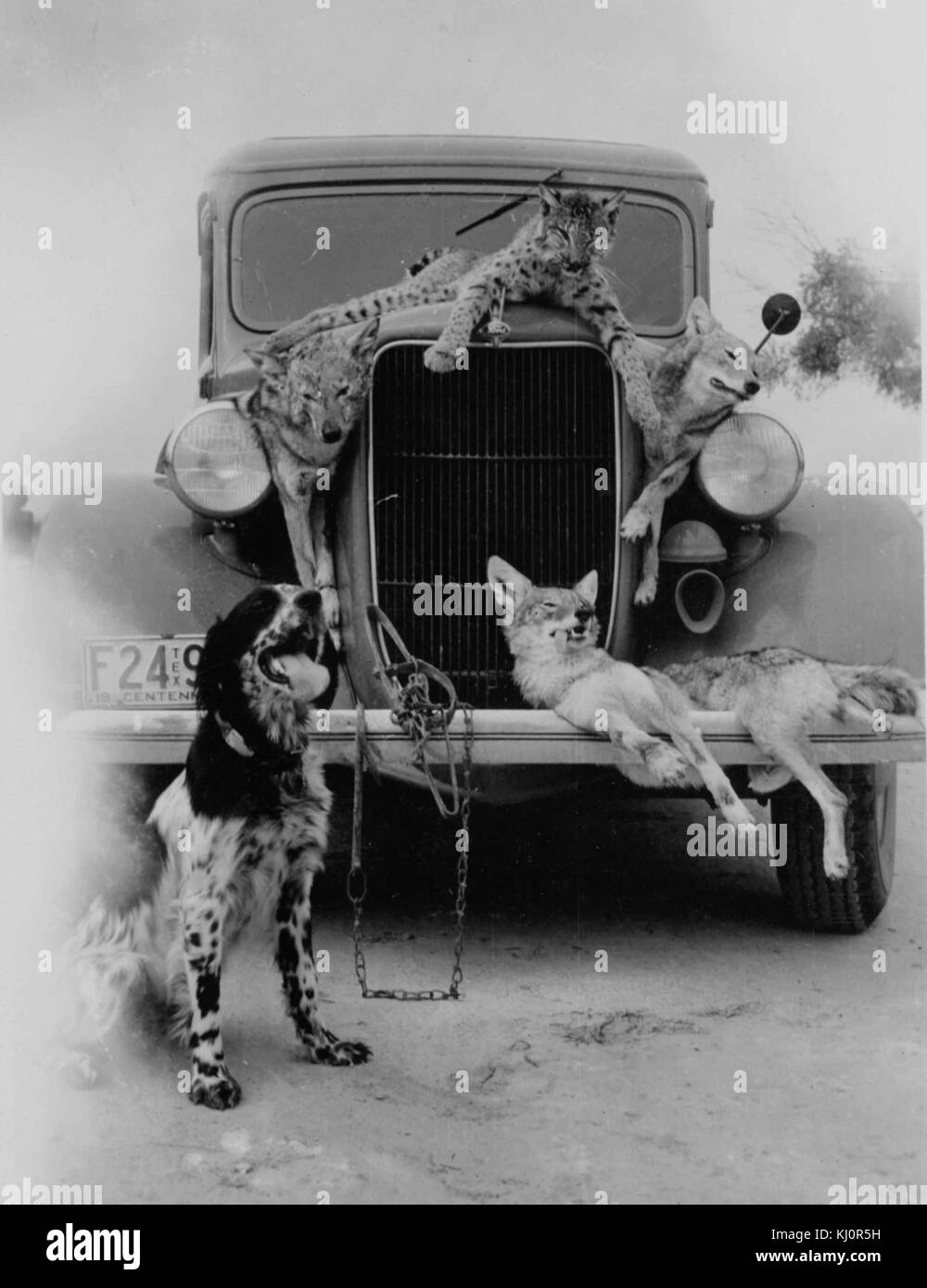 Les prises de chasse old vintage photography Banque D'Images