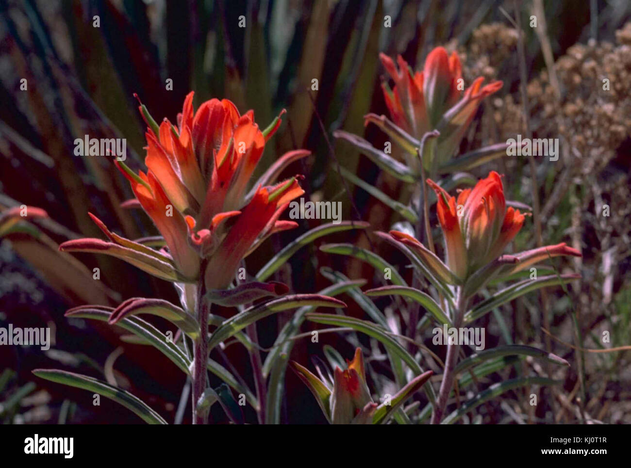 Indian paintbrush Castilleja coccinea plantes Banque D'Images