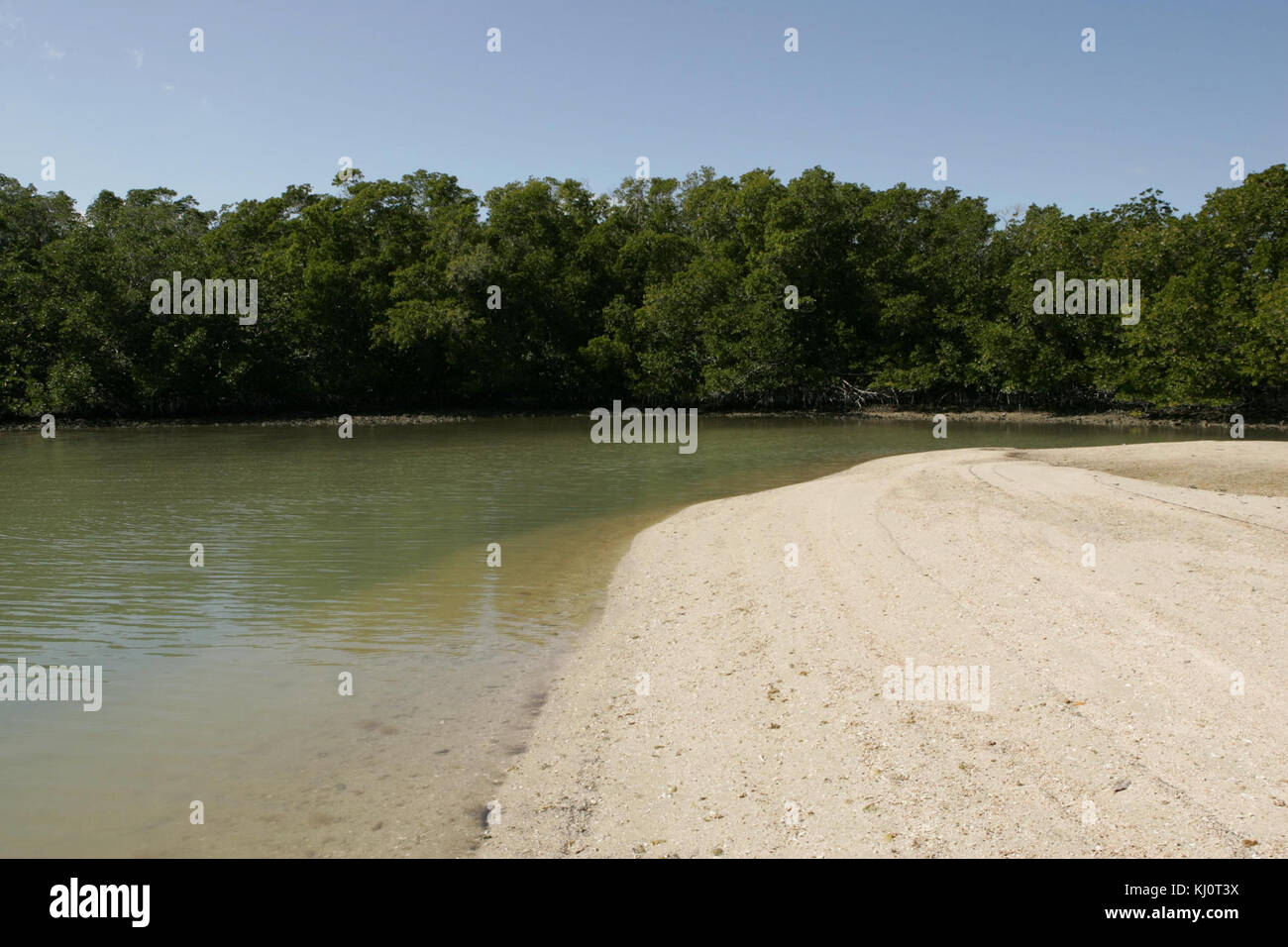 Dunes de sable de plage à l'eau avec les mangroves Banque D'Images