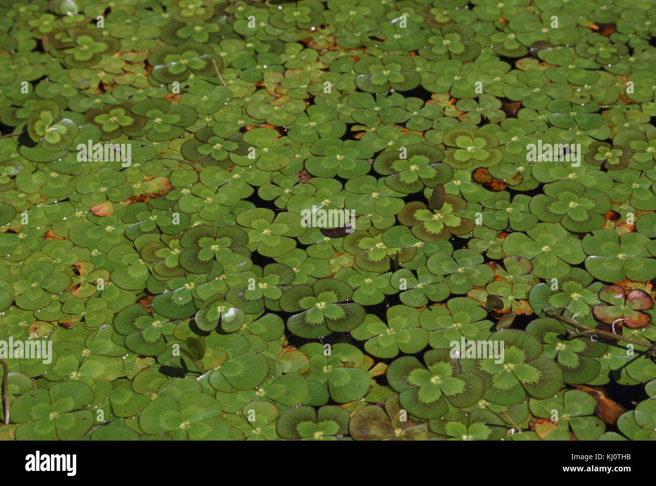 Le lis de trèfle à quatre feuilles est une plante aquatique envahissante qui peut perturber les écosystèmes locaux en se propageant rapidement dans les plans d’eau, affectant les espèces indigènes et la qualité de l’eau. Banque D'Images
