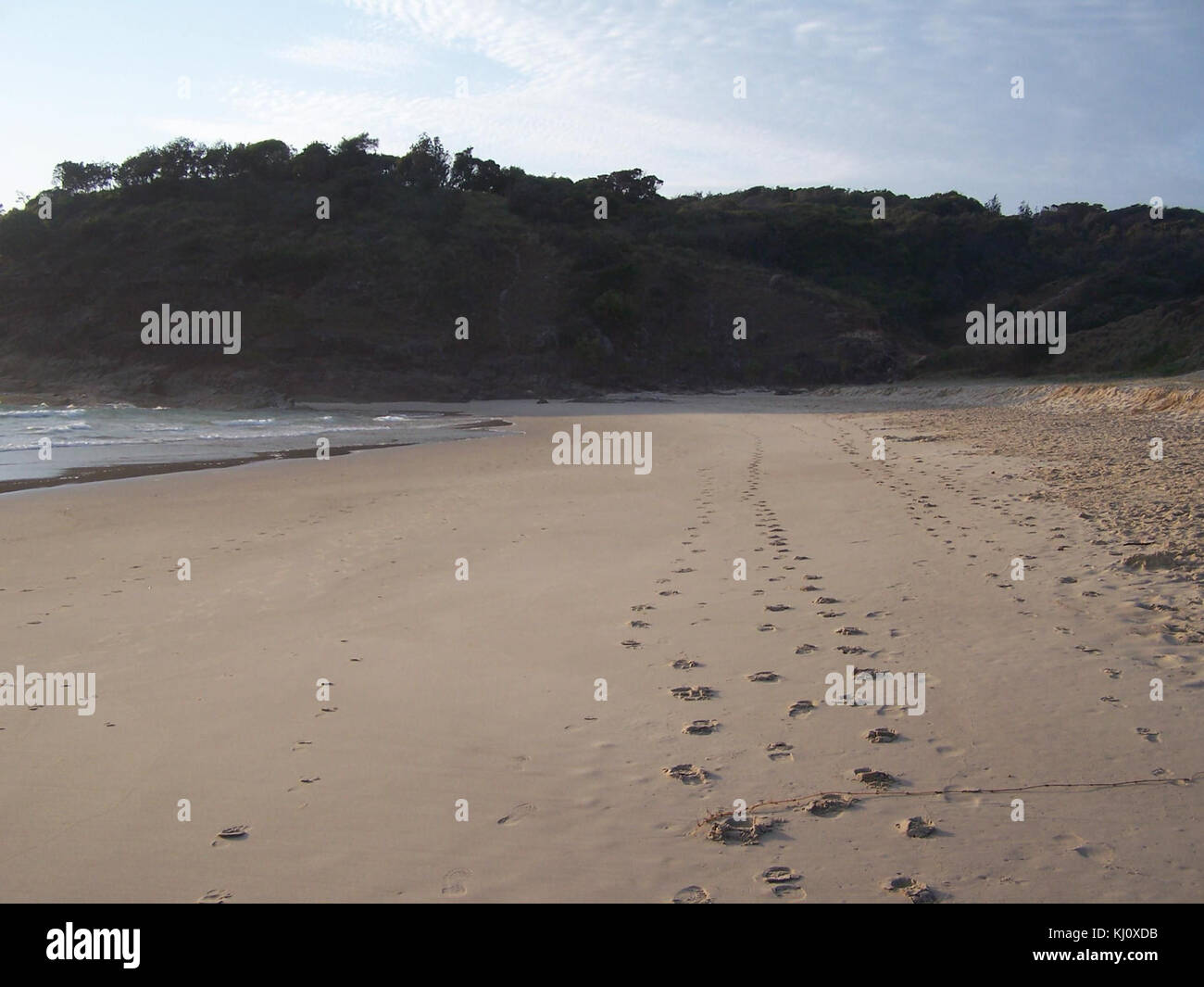 Des empreintes de pas dans le sable, à Grassy head beach Banque D'Images