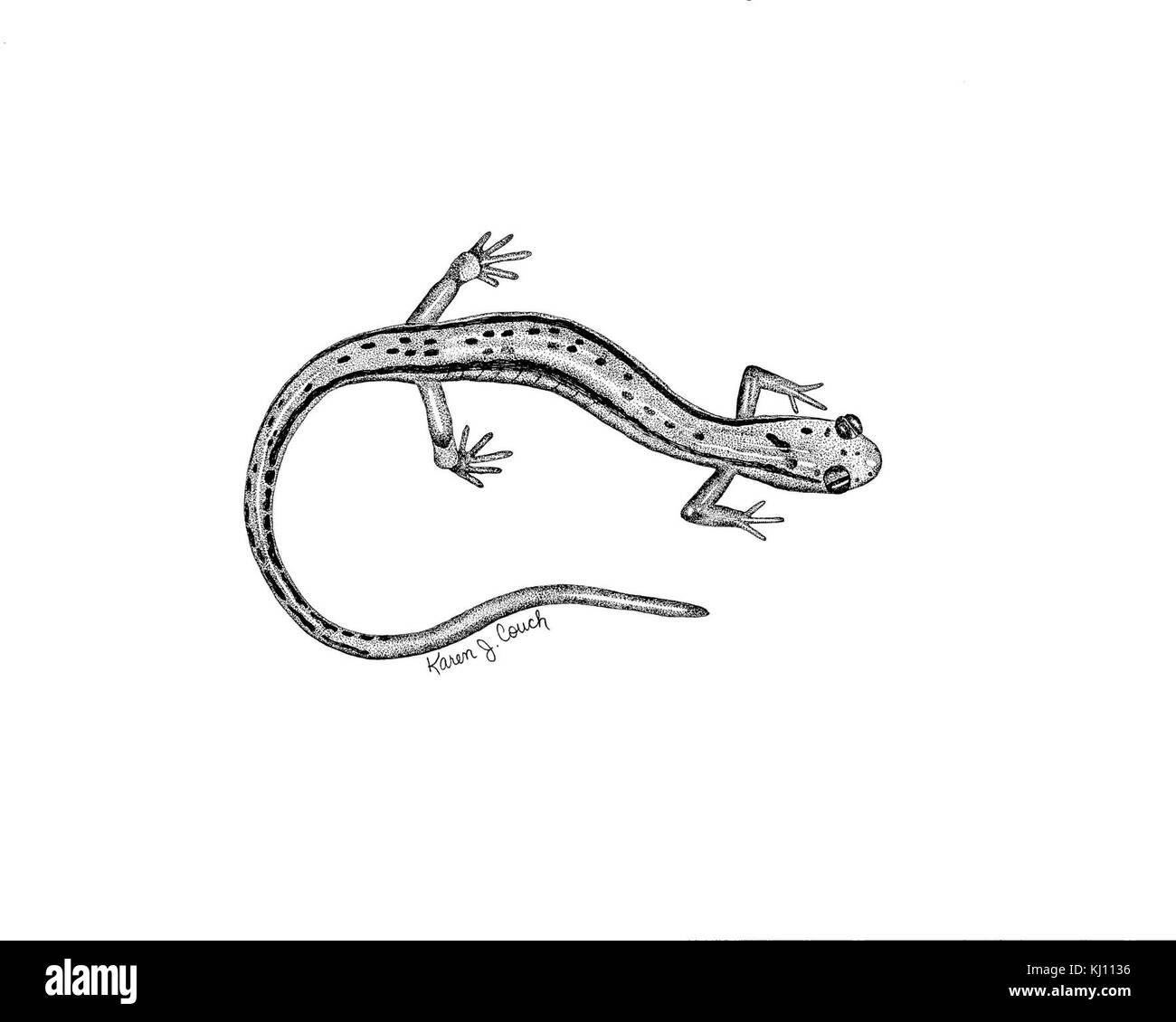 Les dessins au trait noir et blanc deux salamandres Eurycea bislineata bordée Banque D'Images