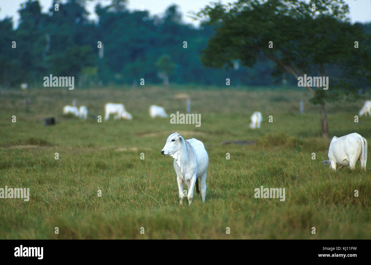 Nelore bovins à viande Banque D'Images
