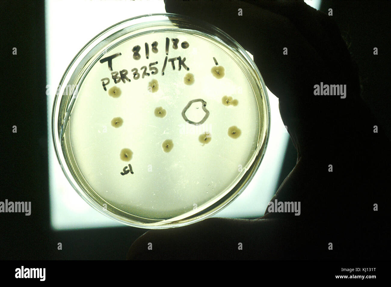 L'ADN recombinant Banque D'Images
