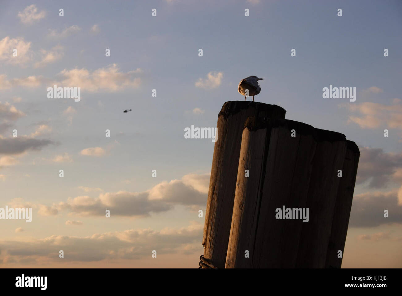 Cette image capture une mouette perchée sur un poste d'amarrage au coucher du soleil. La scène paisible souligne la beauté naturelle et la tranquillité de l'environnement côtier au crépuscule. Banque D'Images