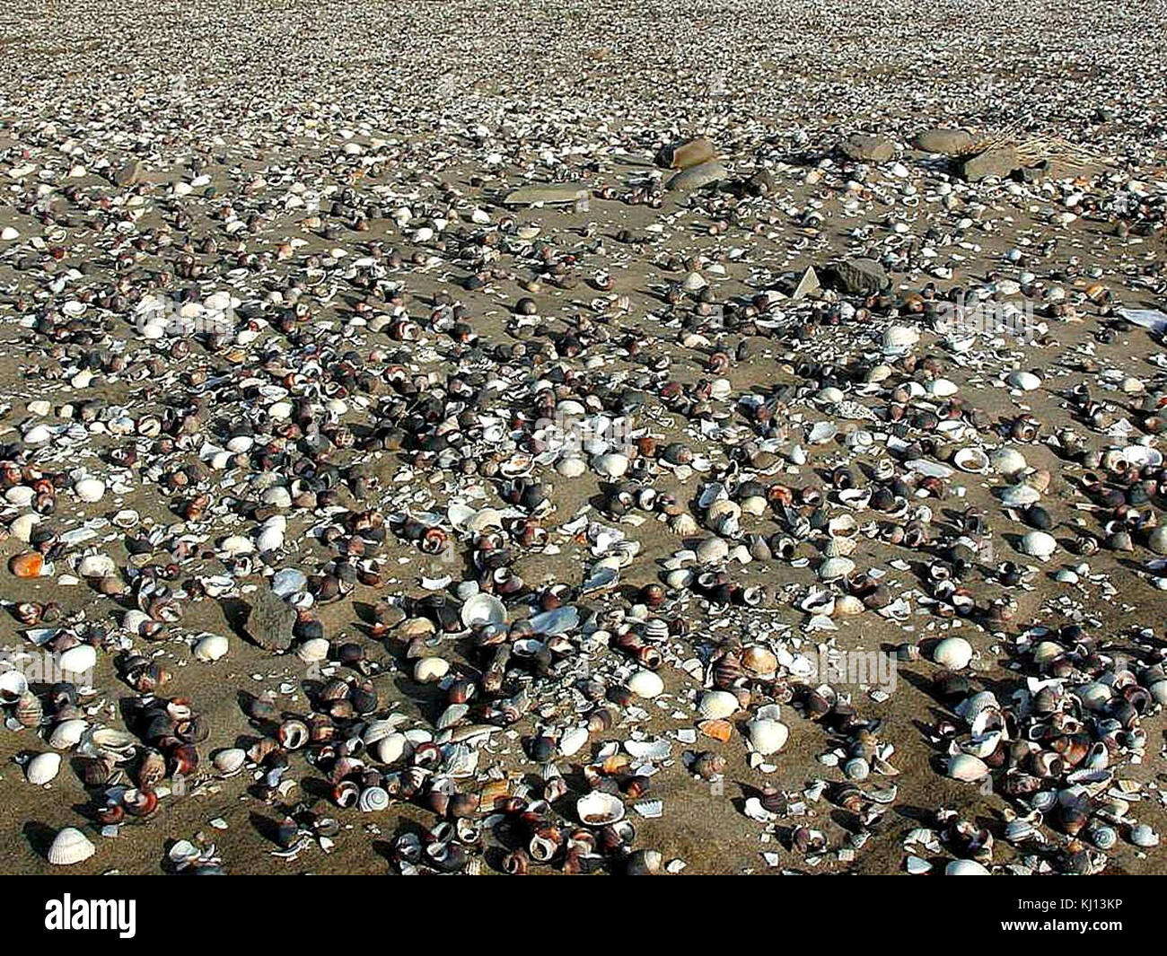 Coquillages sur le sable de plages Banque D'Images