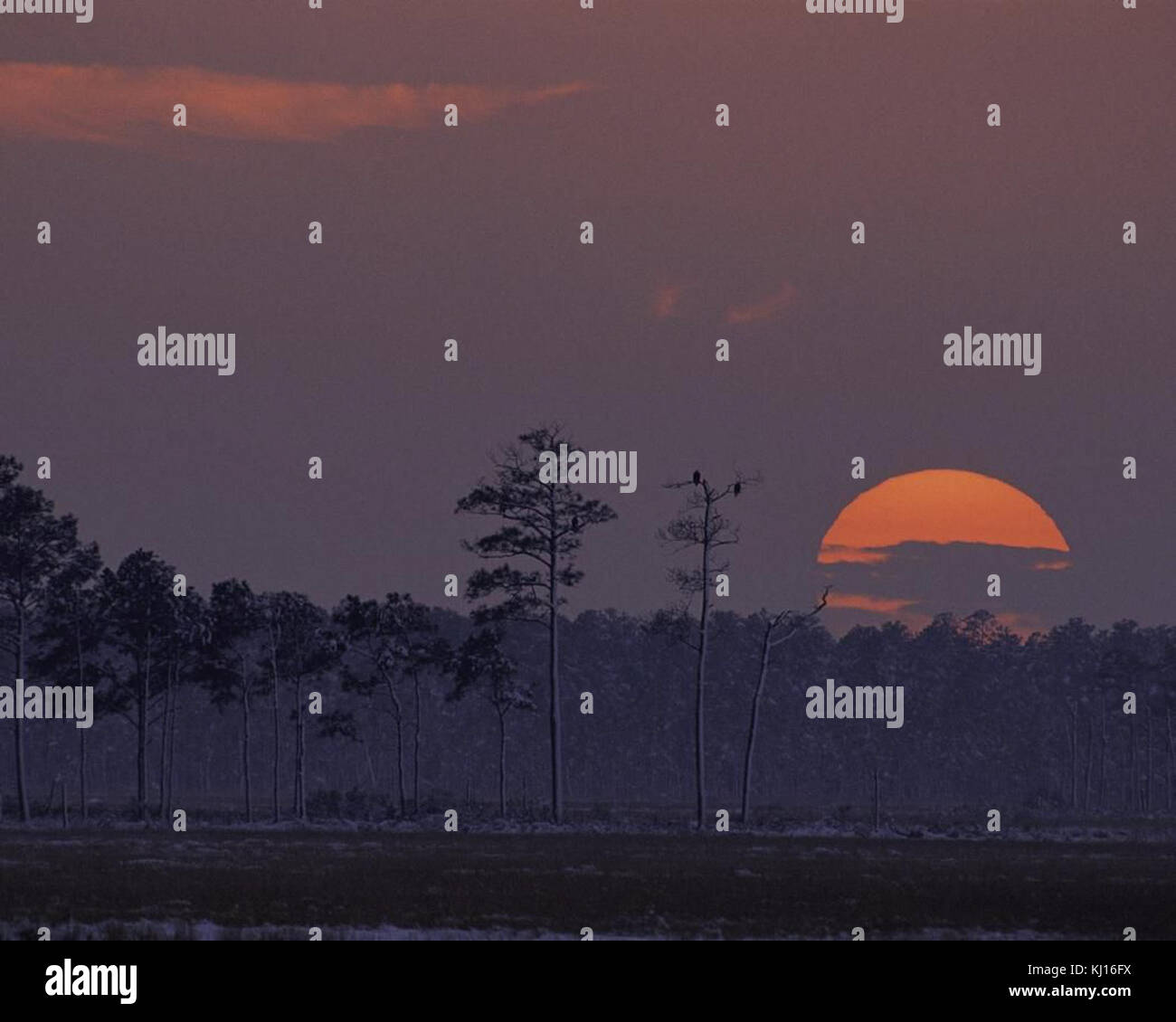 Blackwater National Wildlife Refuge Banque D'Images